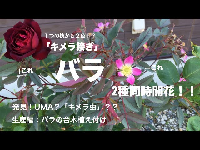 コレは見なきゃ！！】1本の台木から2種のバラが同時に開花！＋生産編