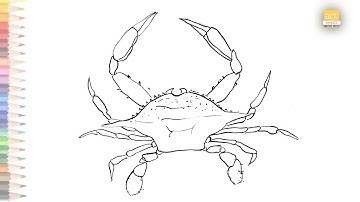 Sea Crab drawing easy | How to draw A Sea Crab simply