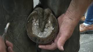 Trimming the Horse's Hoof
