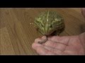 手から ジャイミルを食べるアフリカウシガエル African bullfrog eats giant mealworm from my hand