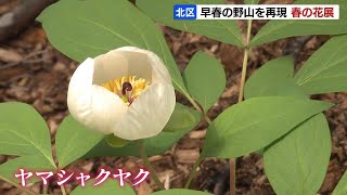 山野草の女王」シラネアオイなどで早春の野山を再現 札幌の百合が原