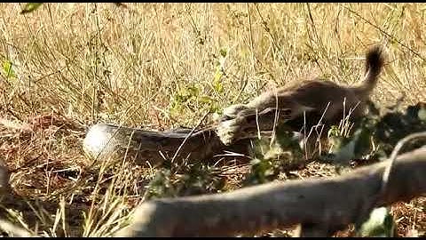 Honey Badger attacks African Rock Python