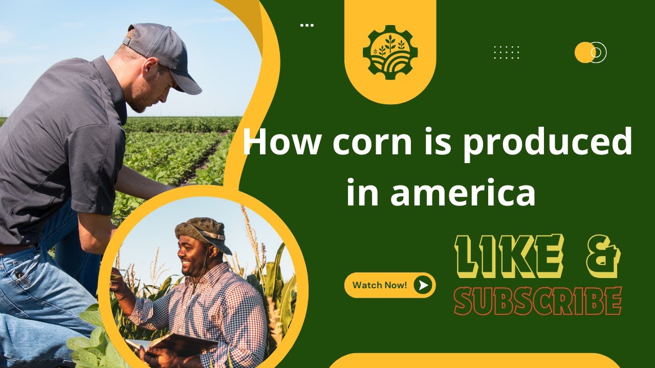 From Seed to Harvest: The American Corn Revolution,