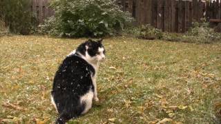 Frosty Flippy Cat Watches The Snow Falling
Its snowing here today....
Watch the sequel...
http://www.youtube.com/watch?v=UZ2CR1YvtNM Frosty Flippy Cat Watches The Snow Falling