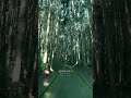 神秘的な神社を紹介します。