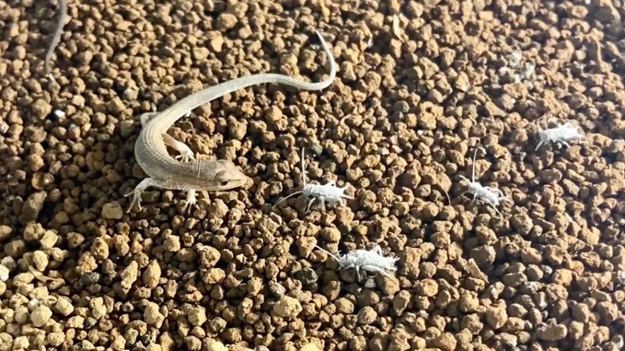 カナヘビの赤ちゃんコオロギ食べ放題【爬虫類】