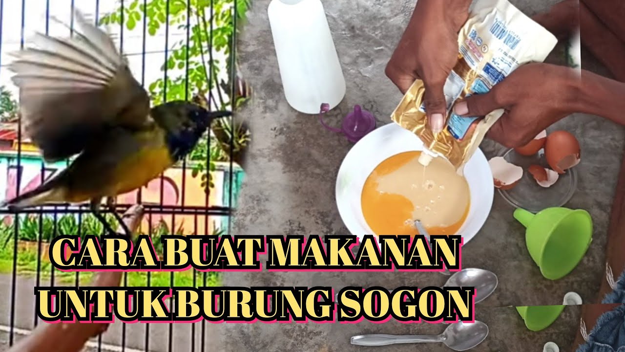 Cara Menurunkan Birahi Burung Sogok Ontong: Tips dan Trik Praktis