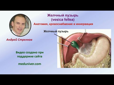 Анатомия желчного пузыря, его кровоснабжение и иннервация - meduniver.com