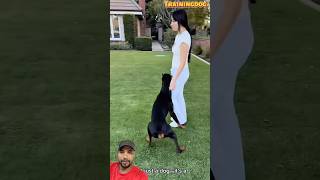 Dog training | Doberman k9 training #dog #doberman #shorts #trending