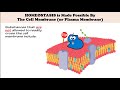 Cell Membrane and Homeostasis Quiz
