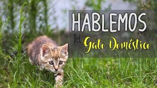 Hablemos del Gato Doméstico