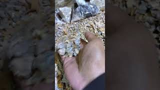 Download Lagu Oud varieties in Batha Riyadh 😍 MP3