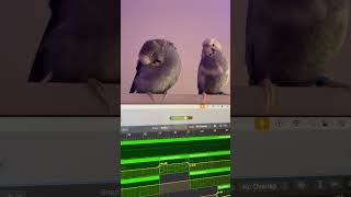 Lil guys helping me write | sub for more birdies