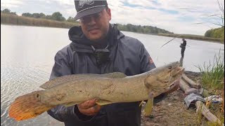 Bowfin madness on lures and cut bait