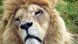 Pros and Cons of Zoos