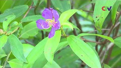 Công dụng và bài thuốc chữa bệnh từ cây sim