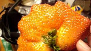 UHHH LOOKING STRAWBERRY EVER!
UH I JUST FOUND THIS RIGHT OUT THE BOX UHHH LOOKING STRAWBERRY EVER!