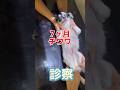 誤って左後ろ足を踏んでしまった7ヶ月のチワワが動物病院にやって来た!