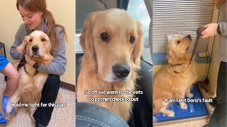 Golden Puppy Had To Go The Vets Twice For A Limp