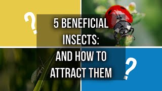 5 Beneficial Garden Insects (And How To Attract Them)