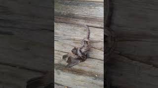 Rat Snake Eats Bird Pt. I