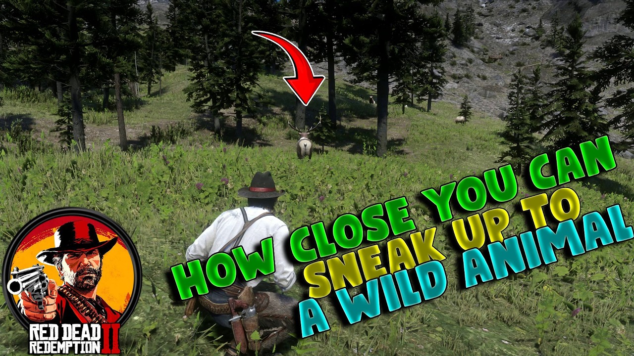 How Close Can You REALLY Sneak Up to Wild Animals in RDR2?