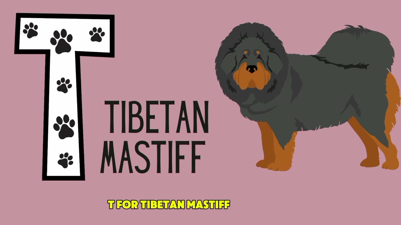 ABC Dogs | Learn Alphabet from A to Z | Dog Breeds for Kids