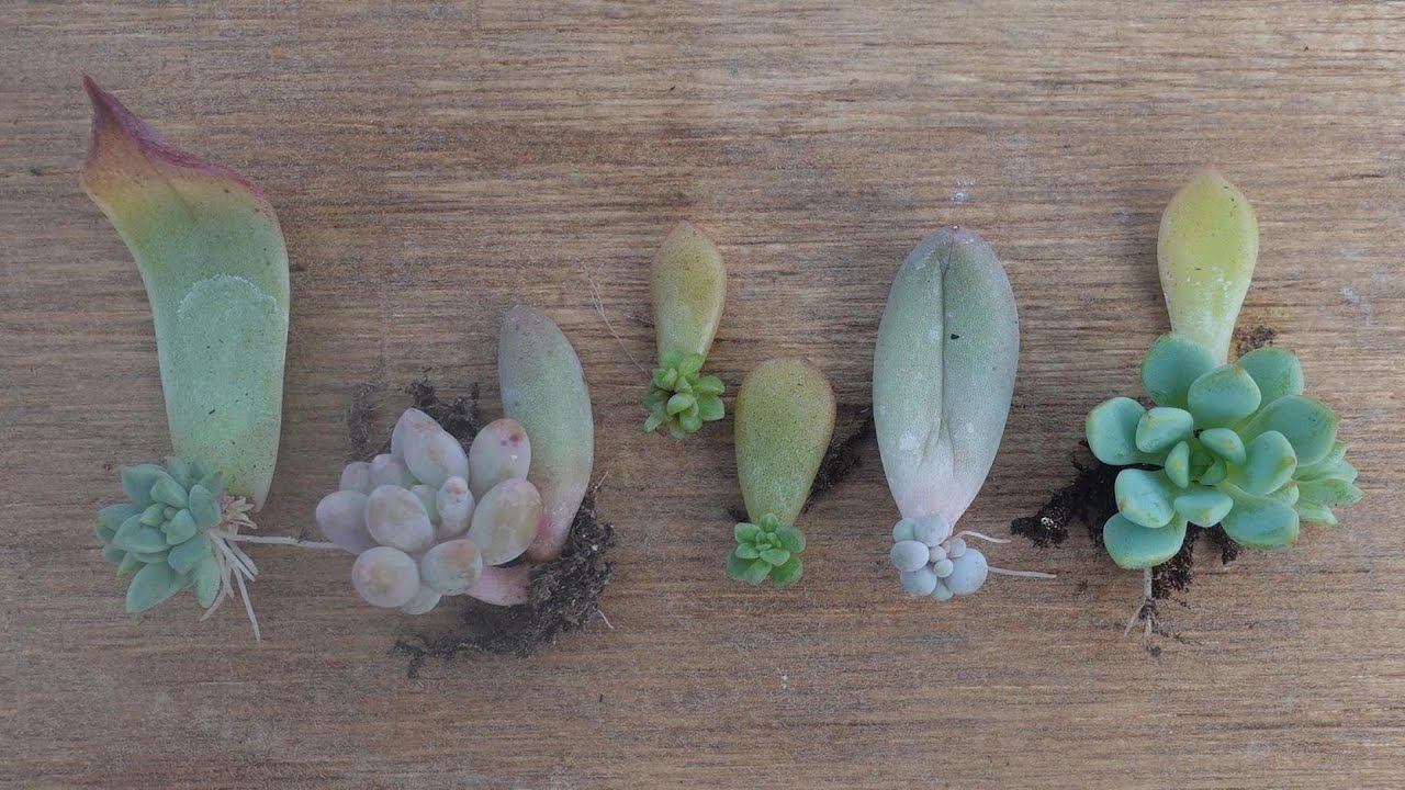 59 [Increasing succulents in summer] Leaf cuttings, maintenance
