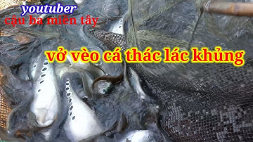 vở vèo cá trúng cá thác lác cở lớn |cực lớn #đồngnguyễntv #cậubamiềntây