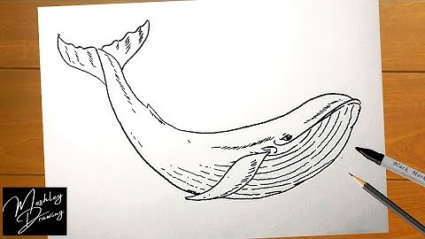 How to Draw a Blue Whale Easy Step by Step