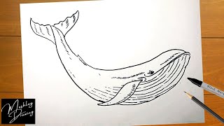 How to Draw a Blue Whale Easy Step by Step