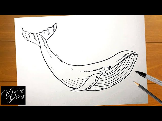 Free blue whale - Vector Art