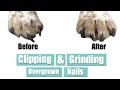 Clipping & Grinding Overgrown Nails