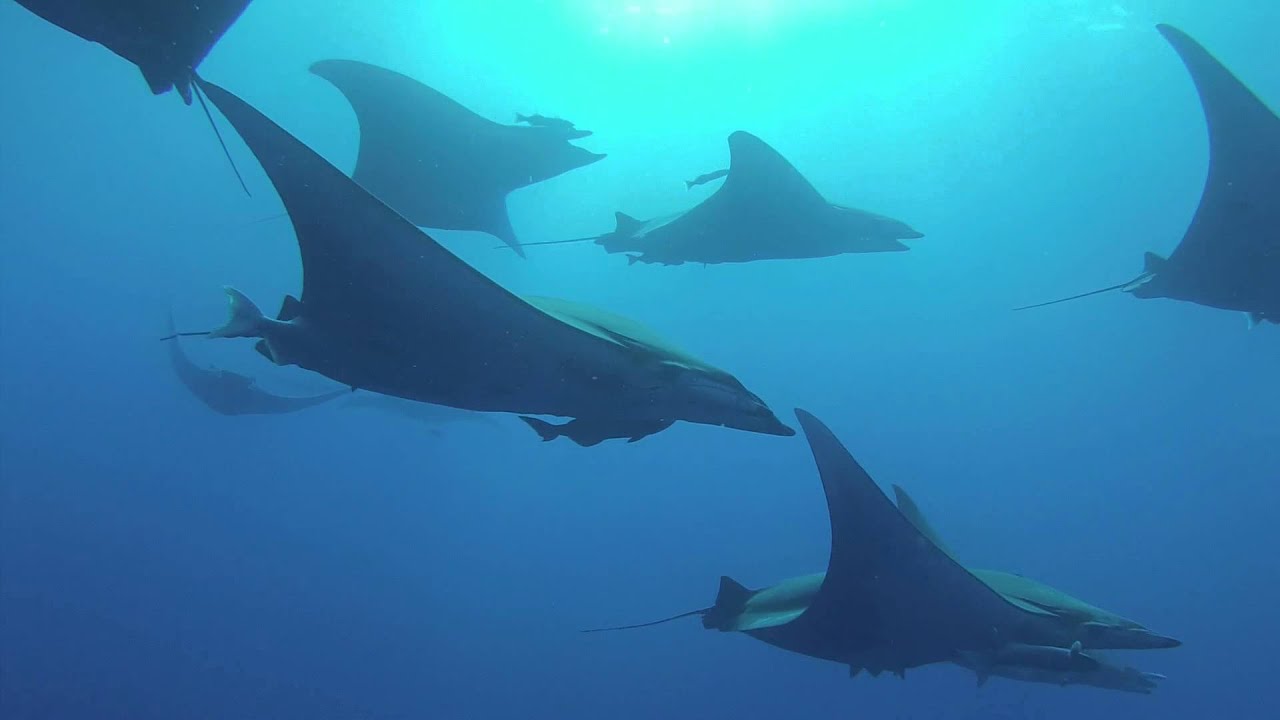 Raies Mobula açores aout 2014