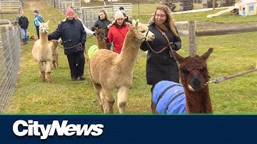 Stay calm by walking an alpaca