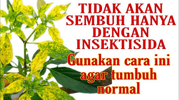 MENYEMBUHKAN DAUN KERITING DAN VIRUS GEMINI, PADA TANAMAN CABAI MERAH KERITING
