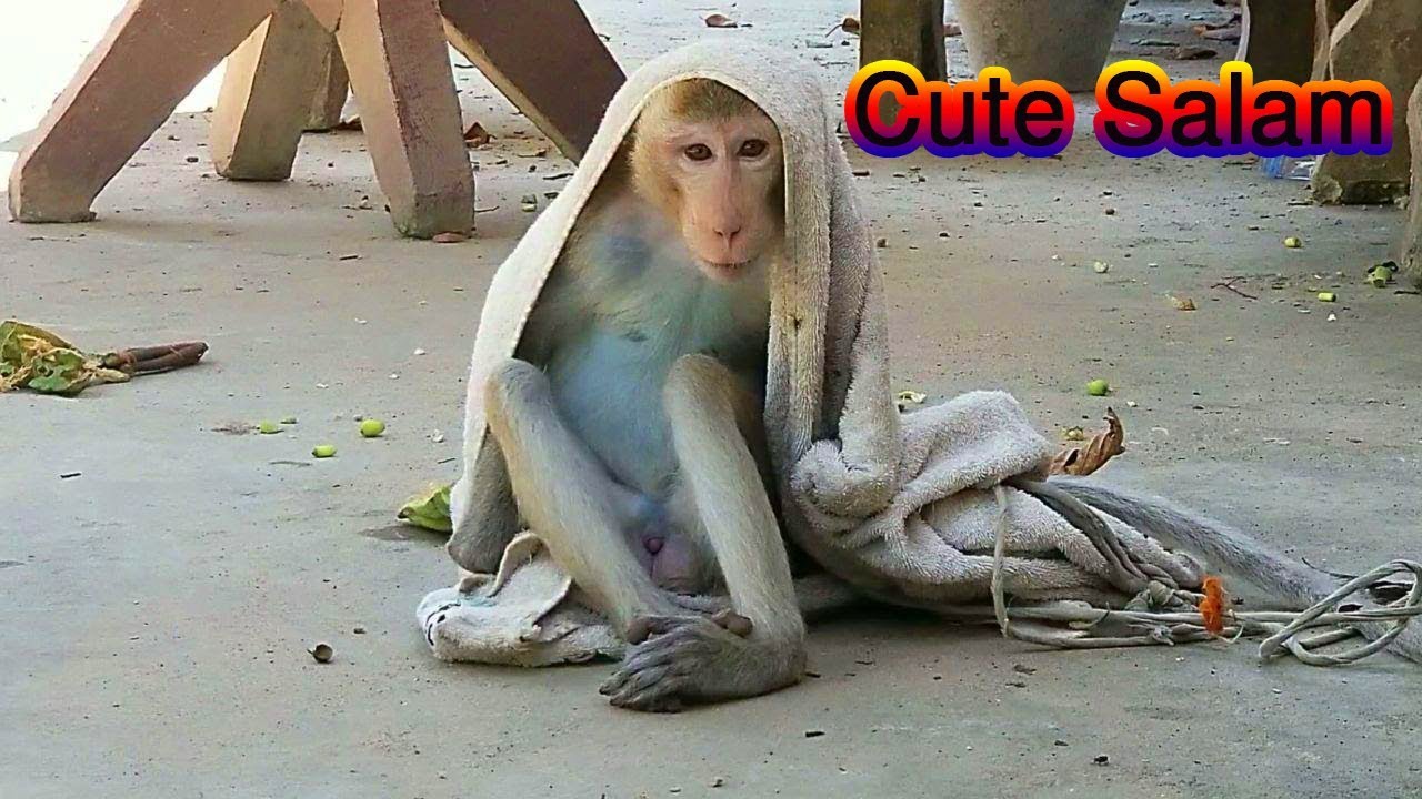 Cute Salam, Look at Salam to seem that very so sad but lovely Salam, I hope that not happen to him.| Cute Salam, Look at Salam to seem that very so sad but lovely Salam, I hope that not happen to him.|