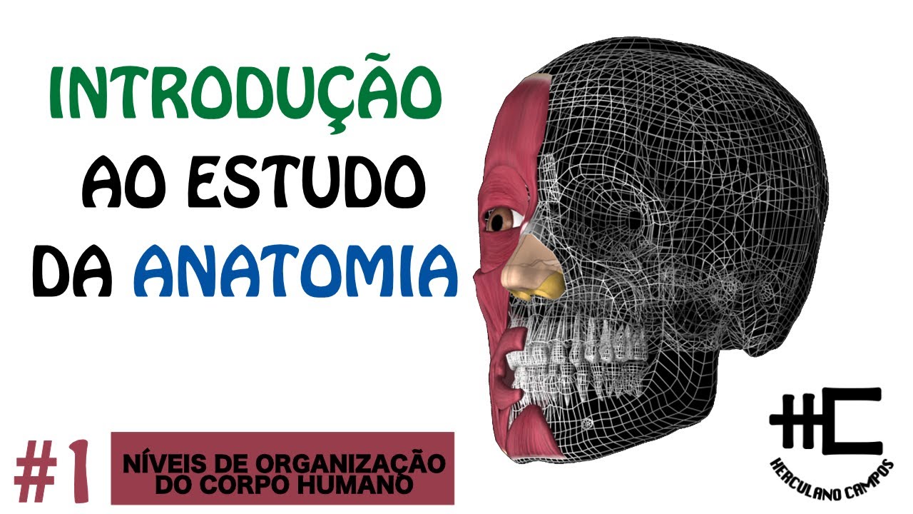Qual O Maior Nível Organizacional Do Corpo Humano