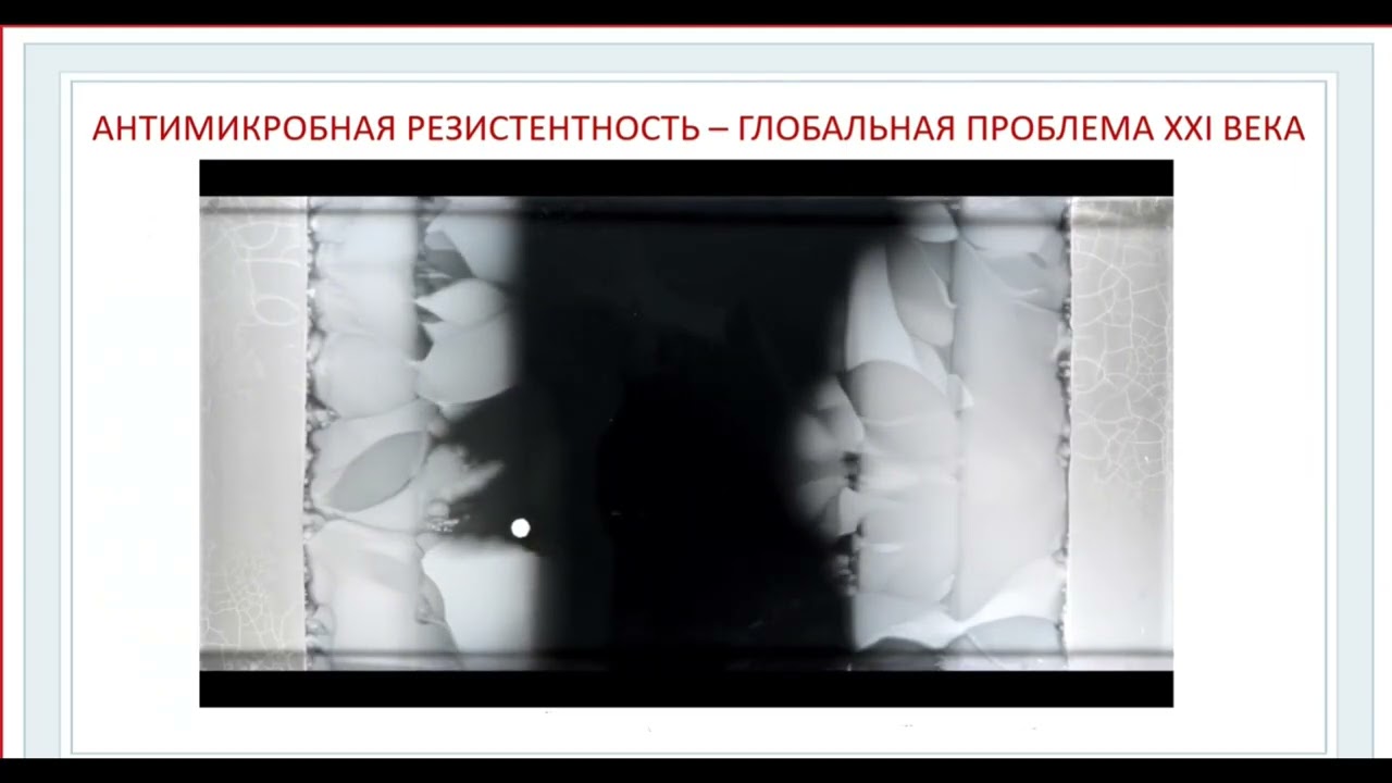 11 Щепеткина Светлана Владимировна