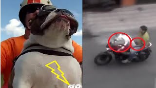 странные байкеры &quot;байкеры животные &quot;funny bikers &quot;bikers animals&quot;