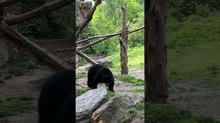 Bear Enjoys a Back-Scratching Session