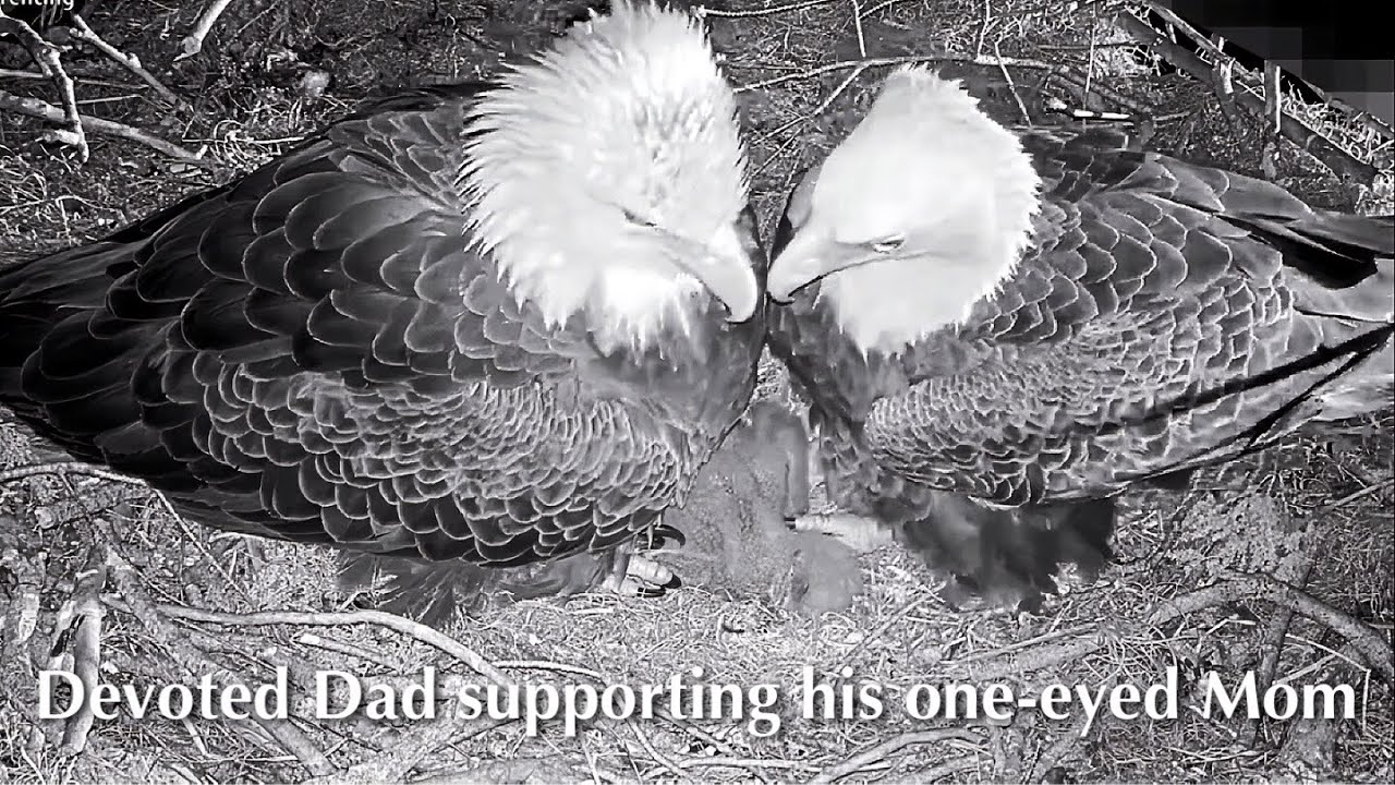 #51🦅🐥13°🐥8°／Winter Park Eagle Nest 2026／Against All Odds:One-Eyed Mom Eagle／by Winter Park Eagle Cam