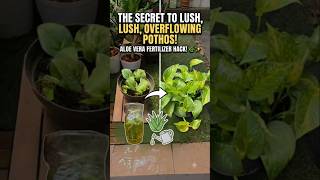 How to Make Your Pothos Grow Crazy Thick with This Simple Hack! 🤫🌱 #shorts