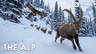 WILD ALPS | Where Only the Strongest Survive | Nature Animal Documentary