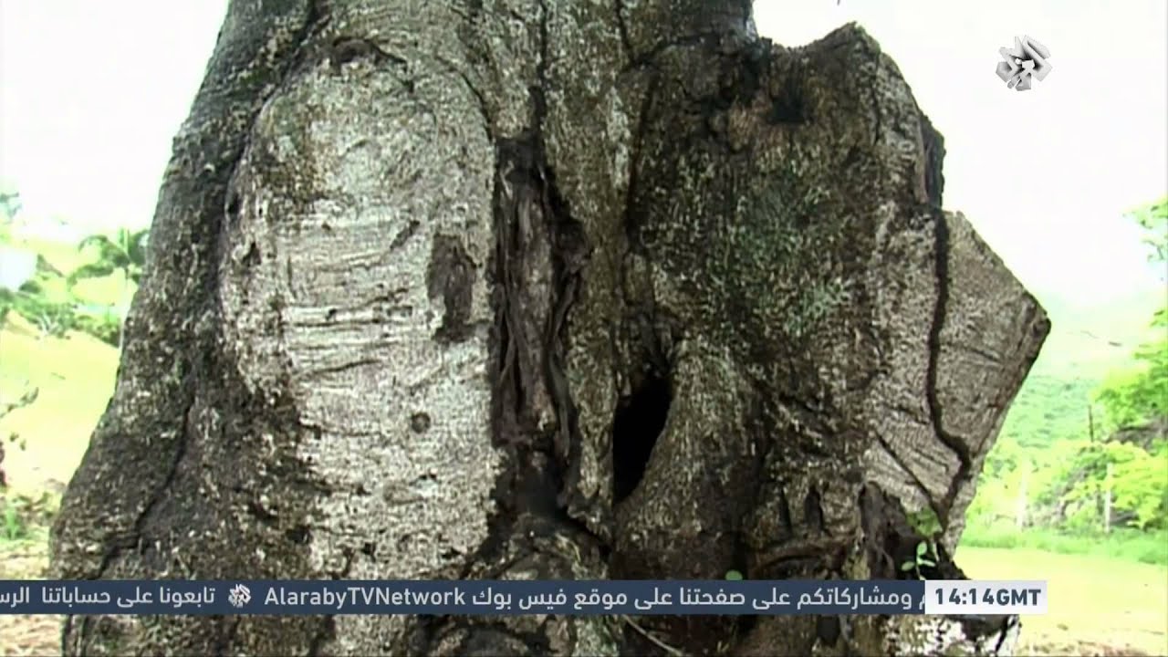 وثائقي | ما لا نعرفه عن الأشجار