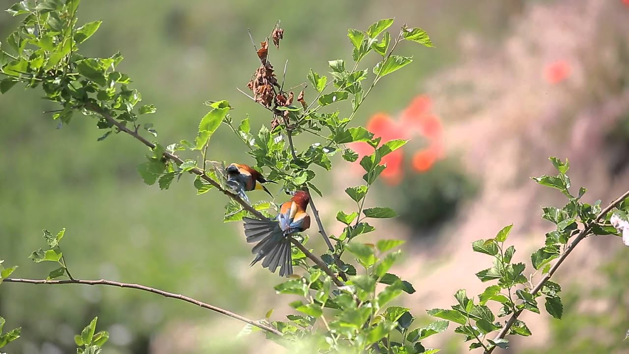 Prigoriile sau meropidele (Meropidae)  I