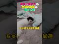 ある子猫たちの至福の時間の過ごし方　#保護猫 #子猫 #animalrescue