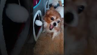🐶 or 😺 ???