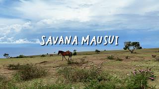Download Lagu MELIHAT KUDA HIDUP BEBAS DI SAVANA TERINDAH DI FLORES MP3
