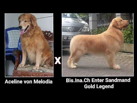 Jual Anjing Golden Retriever Youtube